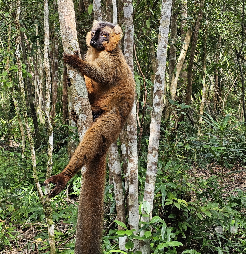 Madagaskar - Palmarium Reserve - Lemuren Brauner Maki
