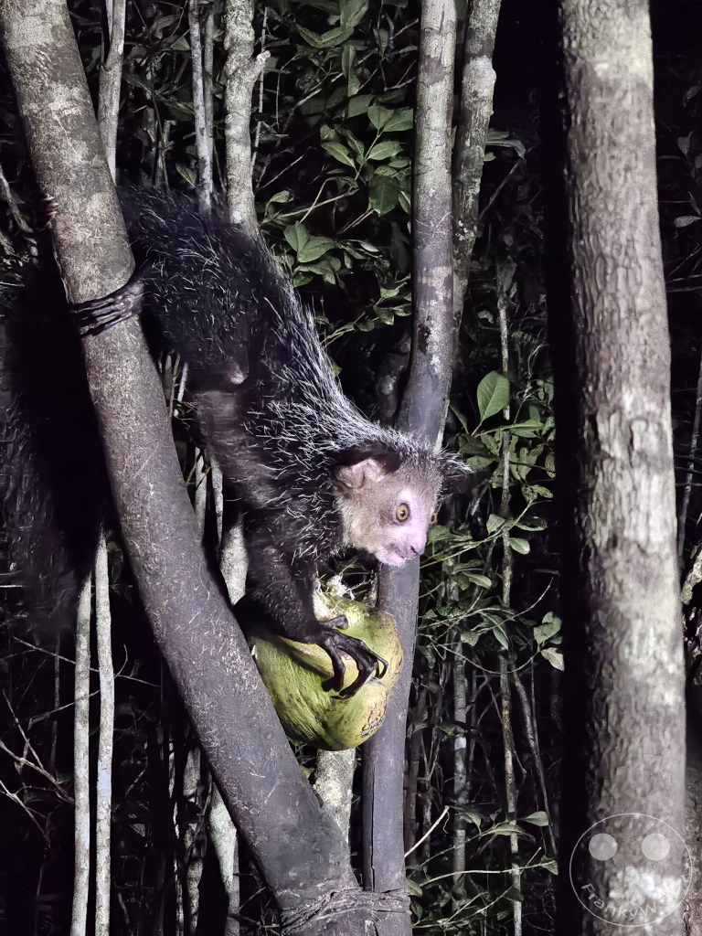 Madagaskar - Aye-aye Island - Fingertier - Lemur Aye-Aye (Daubentonia madagascariensis)