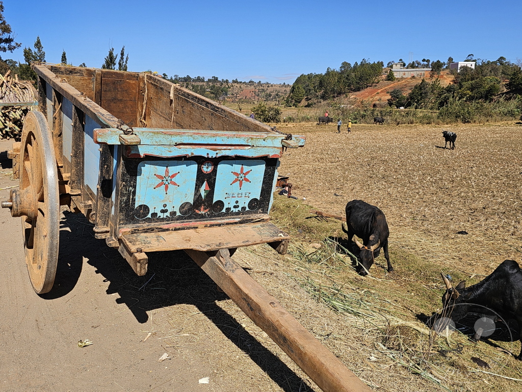 Madagaskar - Behenjy - Streetlife - Ochsenkarren