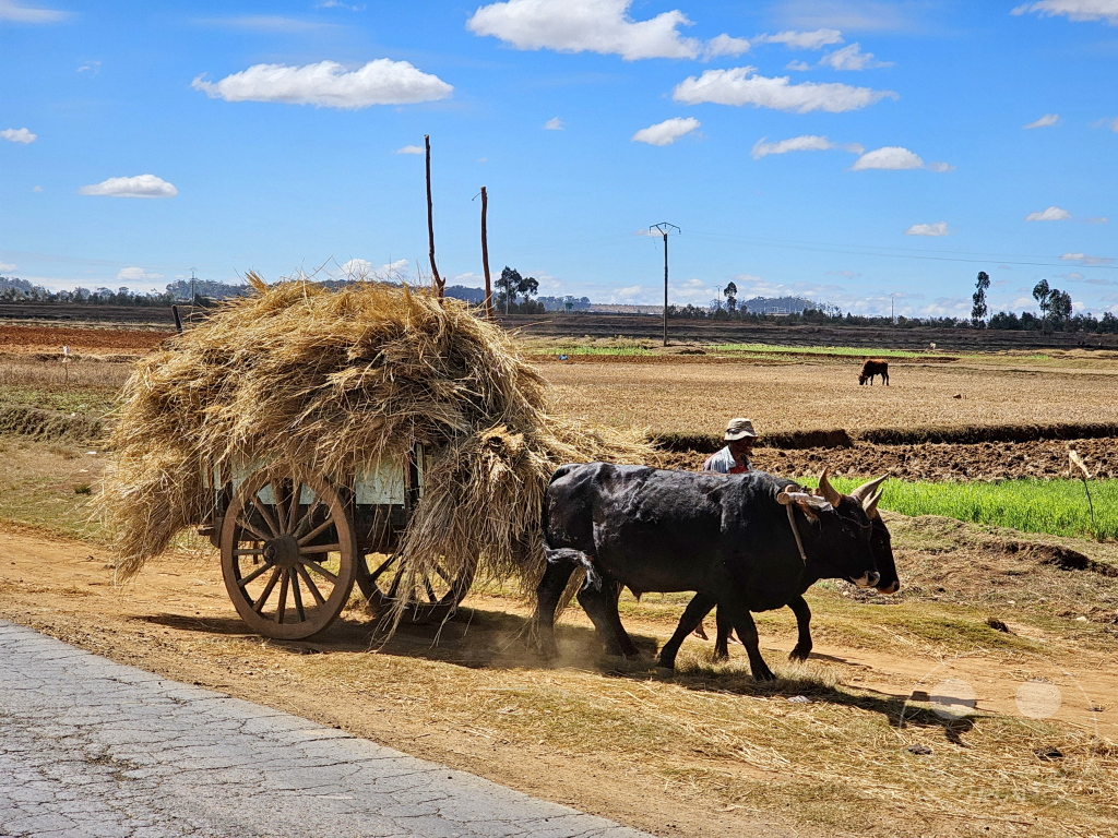 Madagaskar - Ambohimandraso - Streetlife- Strohtransport auf dem Ochsenkarren