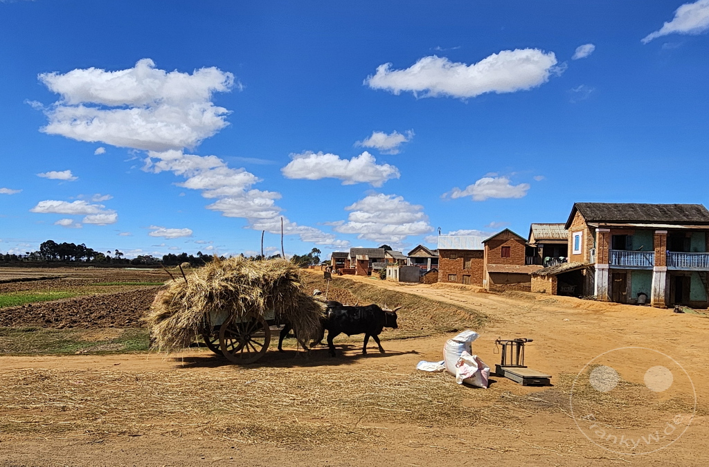 Madagaskar - Ambohimandraso - Streetlife- Strohtransport auf dem Ochsenkarren