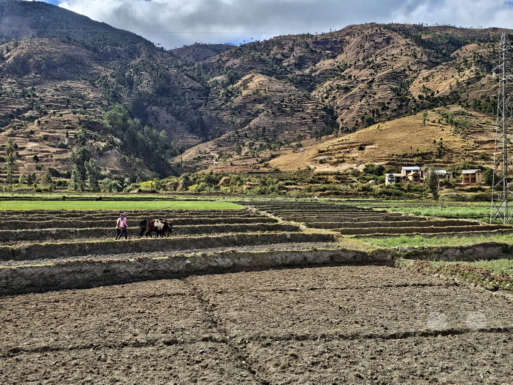 Madagaskar - Manandoana - Streetlife - Feldarbeit mit Zebuh