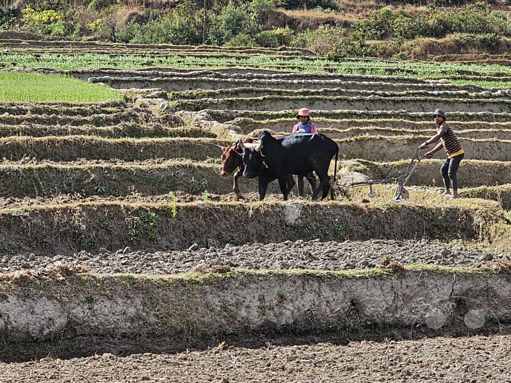 Madagaskar - Manandoana - Streetlife - Feldarbeit mit Zebuh
