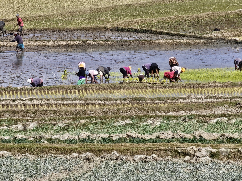 Madagaskar - Manandoana - Streetlife - Reisfelder - Reisanbau