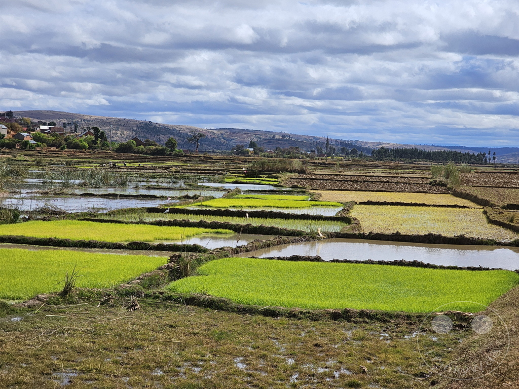 Madagaskar - Manandoana - Landschaft - Reisfelder
