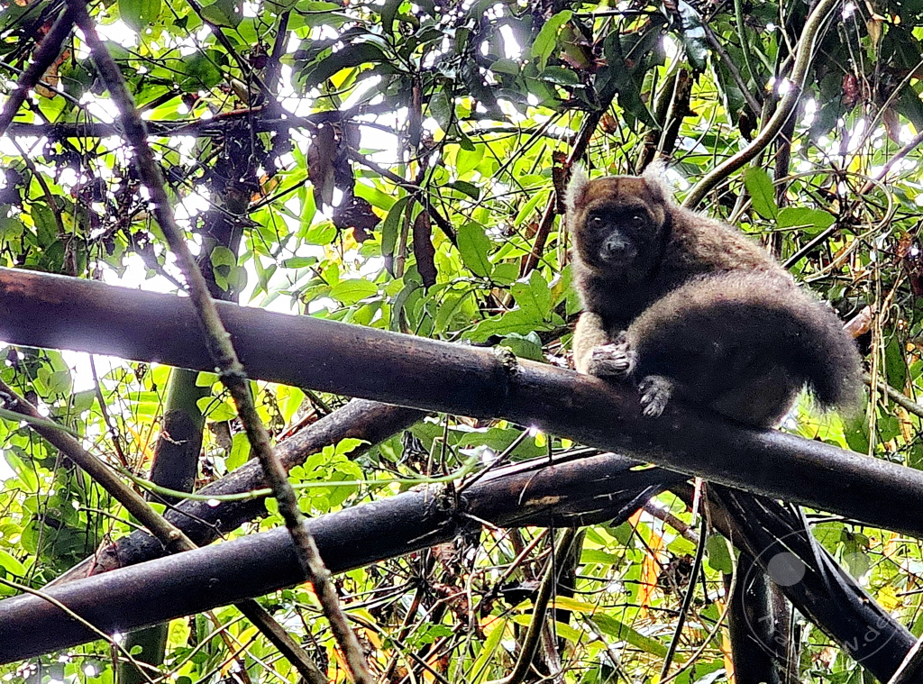 Madagaskar - Ranomafana National Park - Goldener Bambuslemur