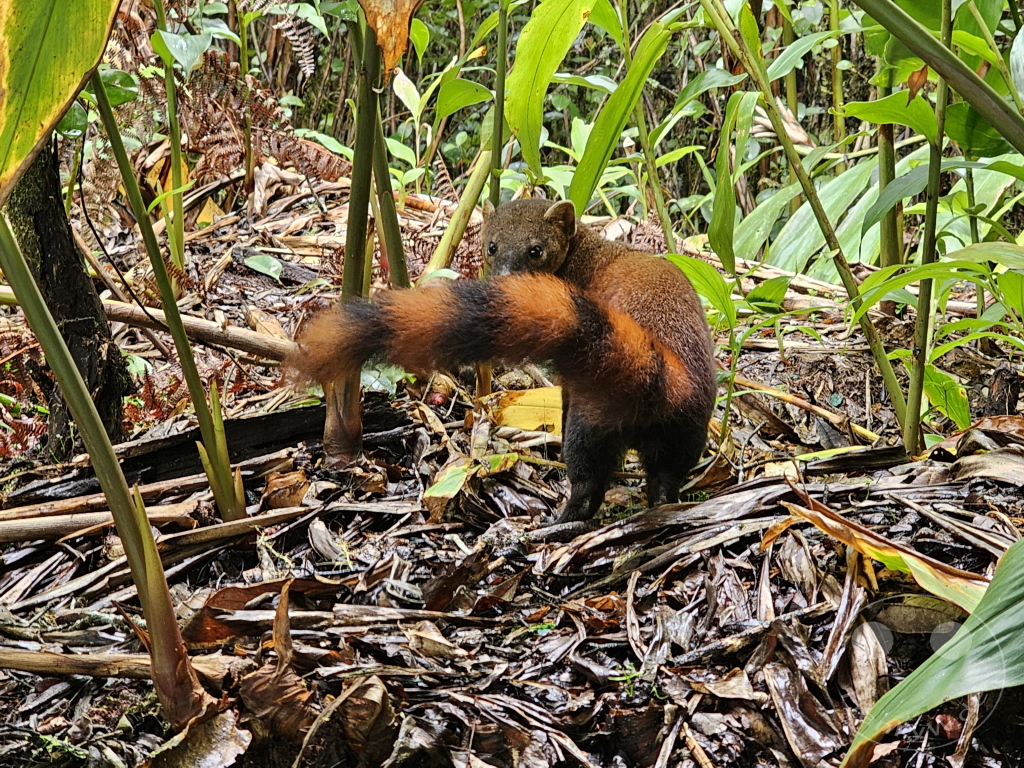 Madagaskar - Ranomafana National Park - Ringelschwanzmungo