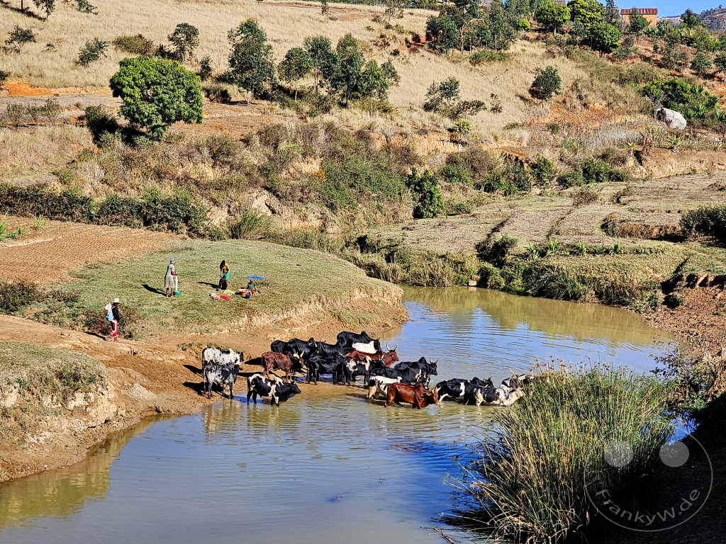 Madagaskar- Talata Ampano - Zebuh - Viehtrieb zum Schlachthaus in Antananarivo
