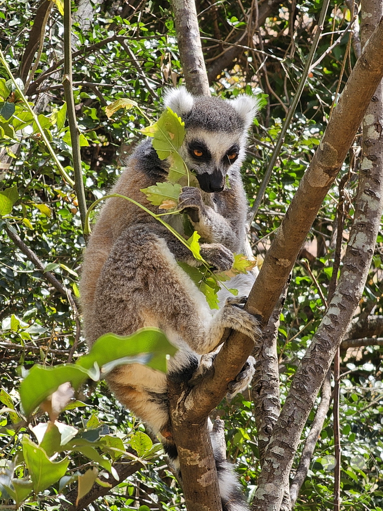Madagaskar - Anja Community Reserve - Lemuren - Kattas