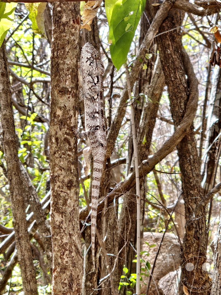 Madagaskar - Anja Community Reserve - Panther Chamäleon