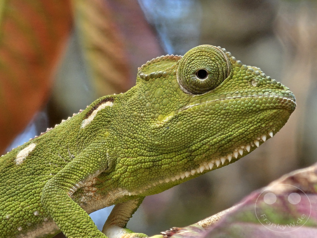 Madagaskar - Anja Community Reserve - grünes Panther Chamäleon