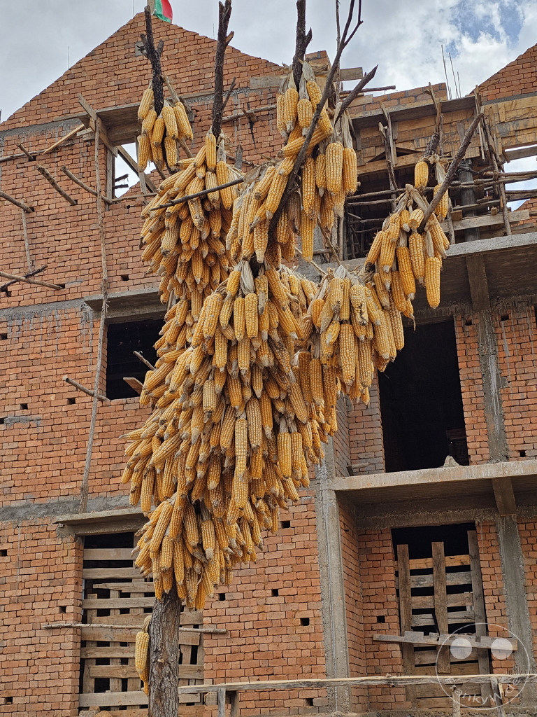 Madagaskar - Anja Community Reserve - "sagenhafter" Maisbaum