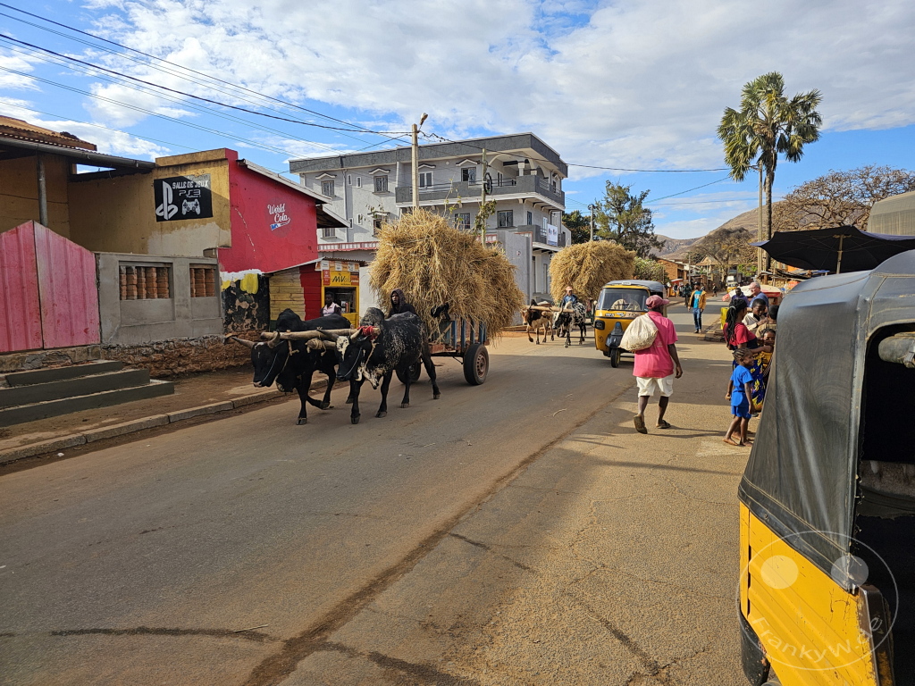 Madagaskar - Ihosy - Zebu ziehen Ochsenkarren mit Heu