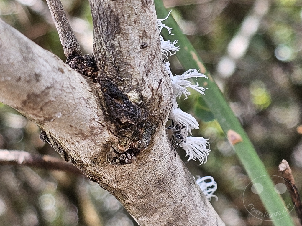 Madagaskar - Isalo National Park - Schmetterlingszikaden Nymphen