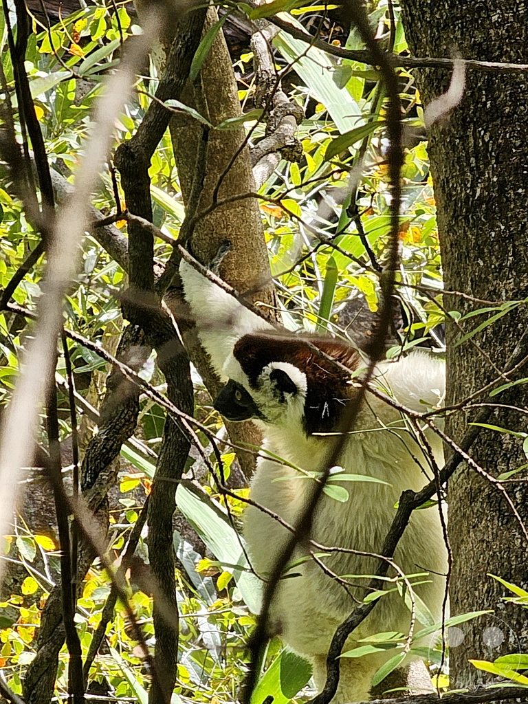 Madagaskar - Isalo National Park - Lemuren Sifaka