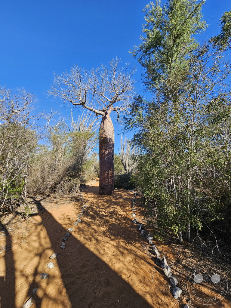 Madagaskar - Ifaty - Reniala Reserve - Botanischer Garten - Baobab Baum