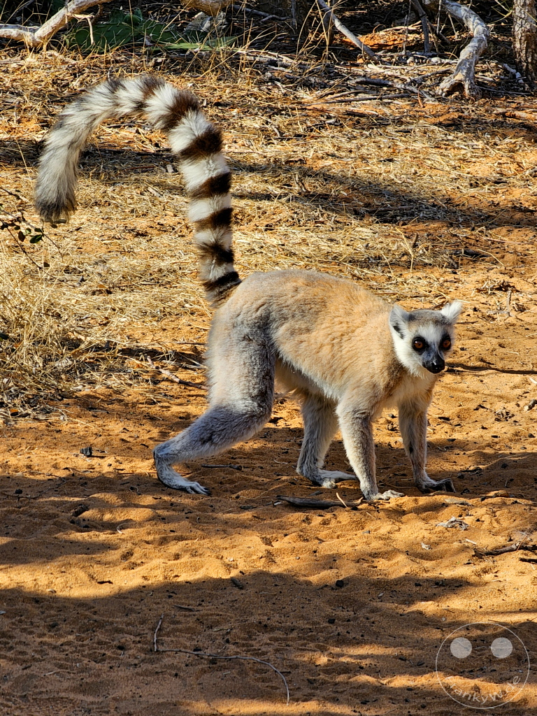 Madagaskar - Ifaty - Reniala Reserve - Botanischer Garten - Lemuren - Kattas