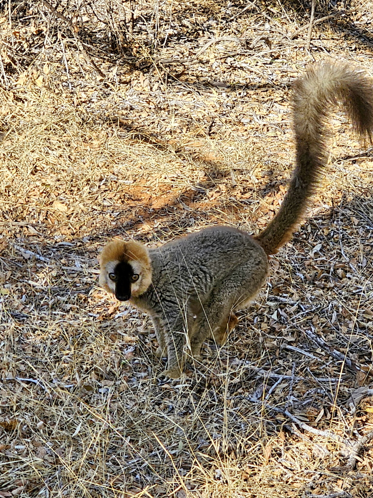 Madagaskar - Ifaty - Reniala Reserve - Botanischer Garten - Lemuren - Große Makis