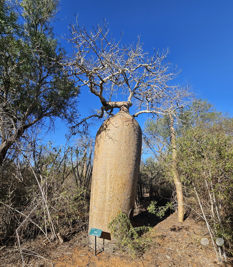 Madagaskar - Ifaty - Reniala Reserve - Botanischer Garten - Baobab Baum