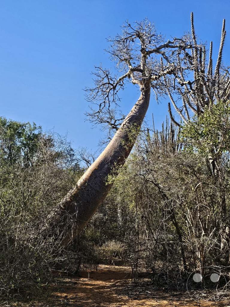 Madagaskar - Ifaty - Reniala Reserve - Botanischer Garten - Baobab Baum