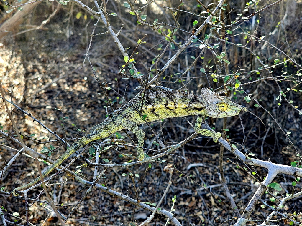 Madagaskar - Ifaty - Reniala Reserve - Botanischer Garten - Antimena Chamäleon - Furcifer antimena