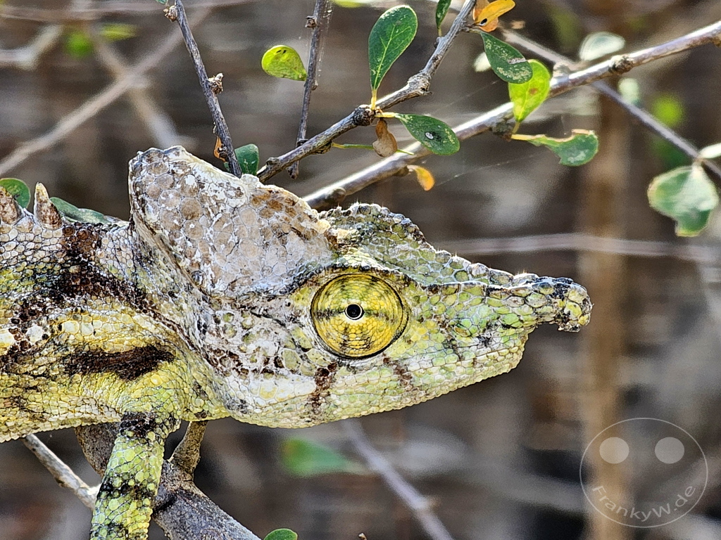 Madagaskar - Ifaty - Reniala Reserve - Botanischer Garten - Antimena Chamäleon - Furcifer antimena