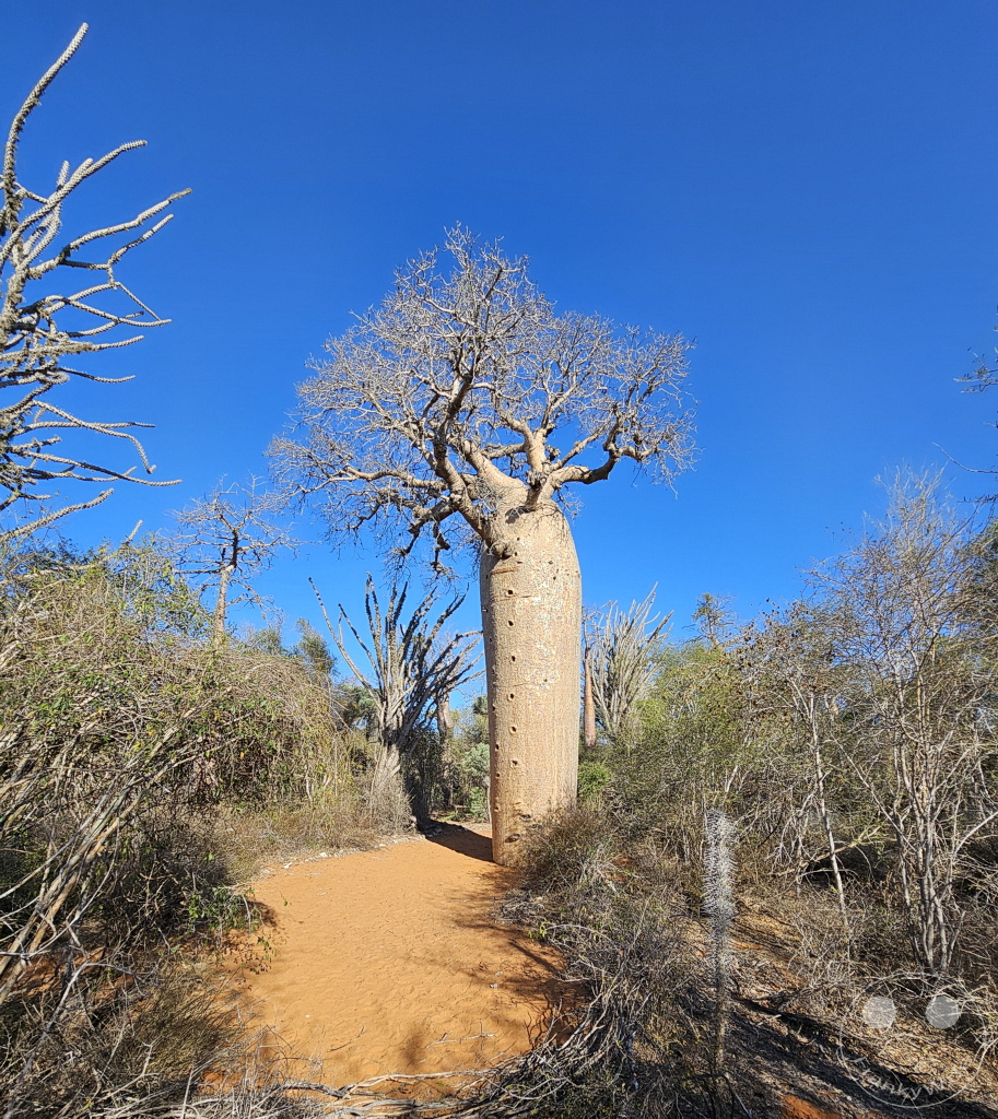 Madagaskar - Ifaty - Reniala Reserve - Botanischer Garten - Baobab Baum