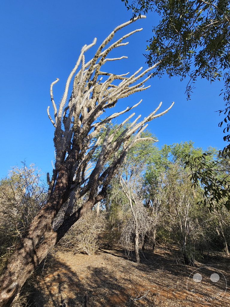 Madagaskar - Ifaty - Reniala Reserve - Botanischer Garten - Oktopusbaum