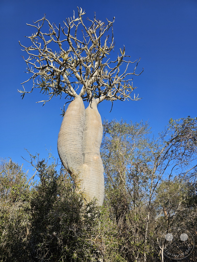 Madagaskar - Ifaty - Reniala Reserve - Botanischer Garten - Baobab Baum