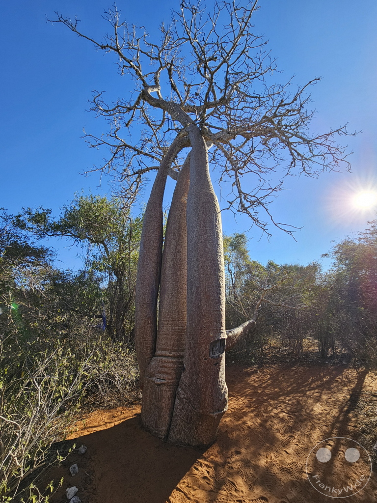 Madagaskar - Ifaty - Reniala Reserve - Botanischer Garten - Baobab Baum