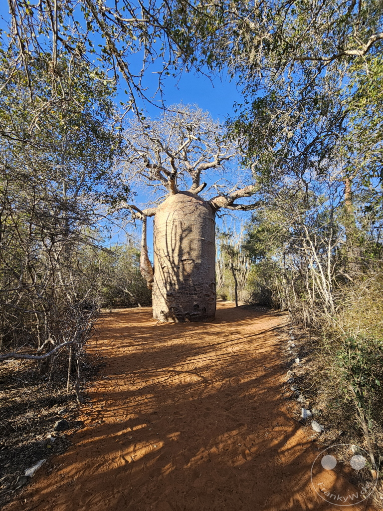 Madagaskar - Ifaty - Reniala Reserve - Botanischer Garten - Baobab Baum