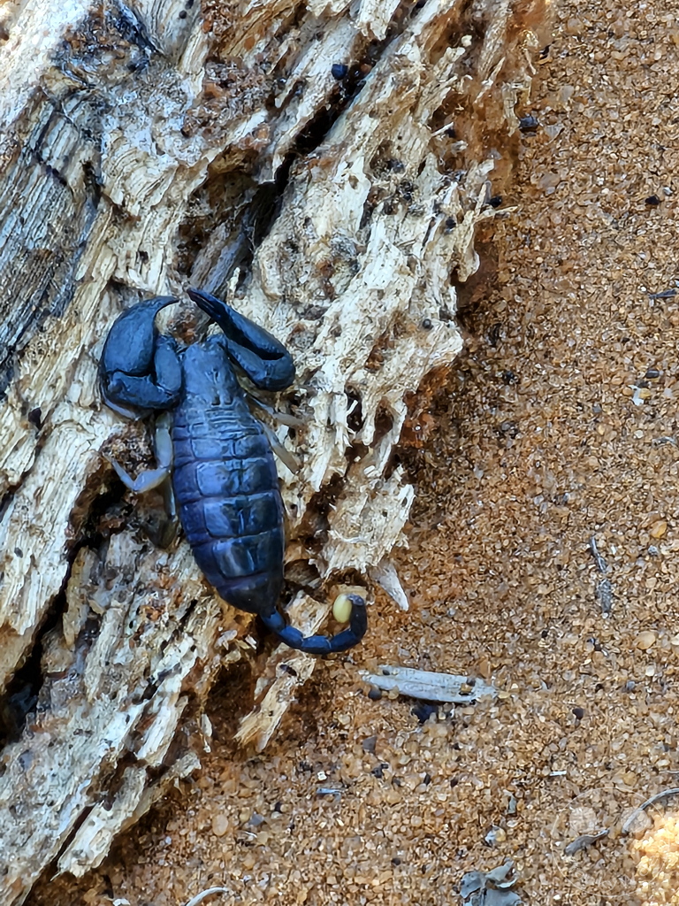 Madagaskar - Ifaty - Reniala Reserve - Botanischer Garten - Skorpion (Opisthacanthus)