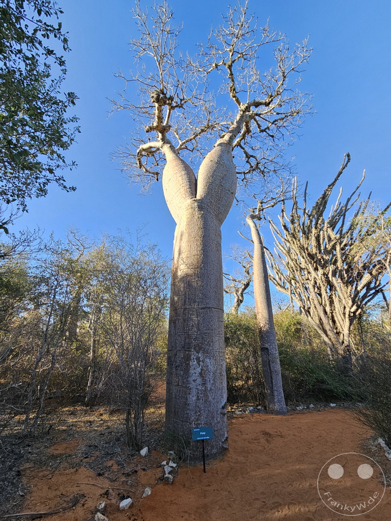 Madagaskar - Ifaty - Reniala Reserve - Botanischer Garten - Baobab Baum
