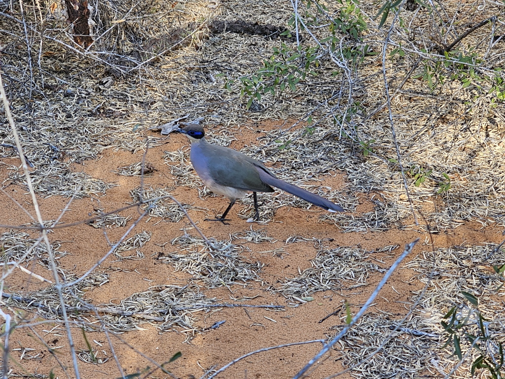 Madagaskar - Ifaty - Reniala Reserve - Botanischer Garten - Weißkehl-Seidenkuckuck (Coua ruficeps)