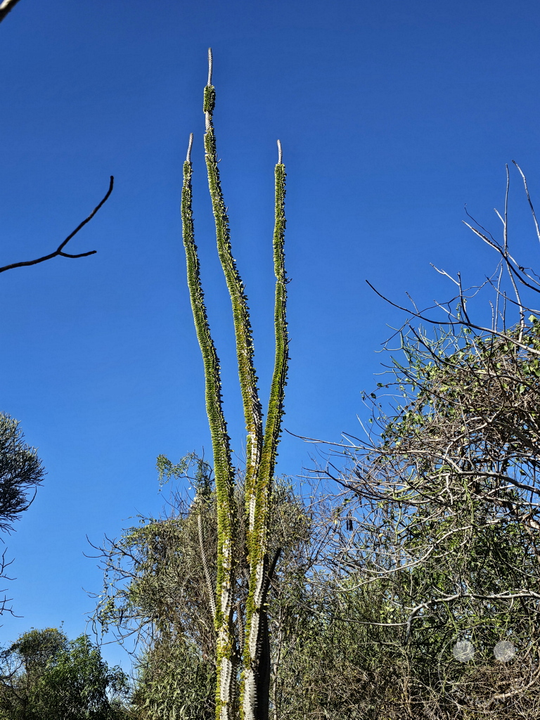 Madagaskar - Toliara - Antsokay Arboretum - Botanischer Garten - Oktopusbaum