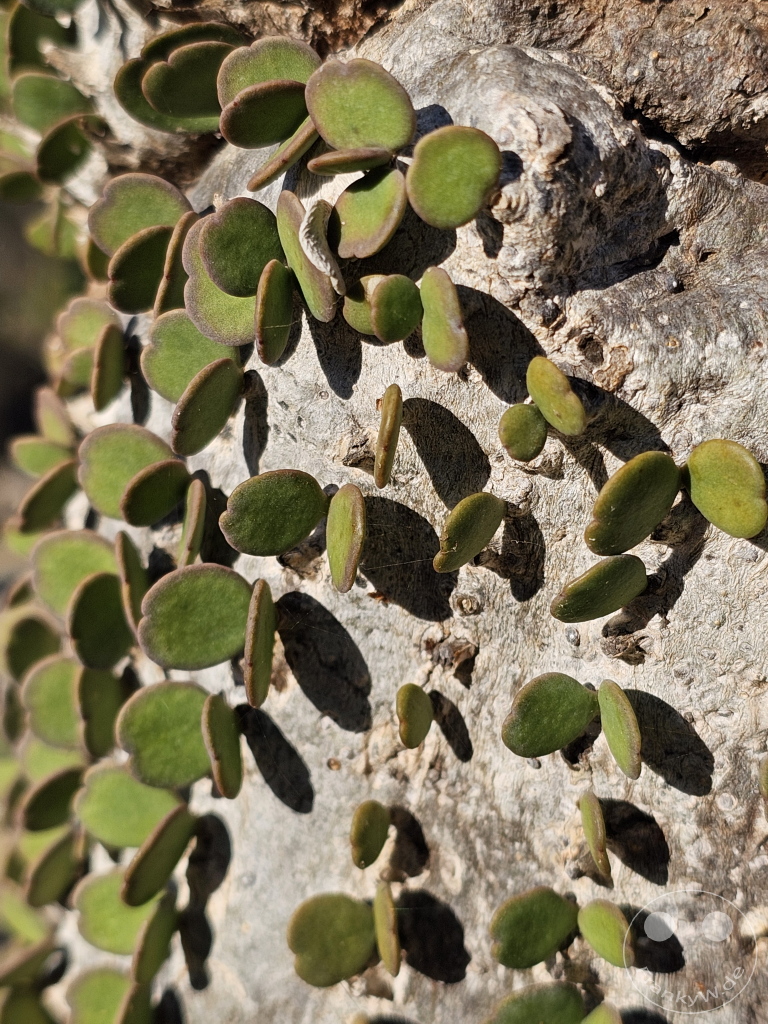 Madagaskar - Toliara - Antsokay Arboretum - Botanischer Garten - Oktopusbaum