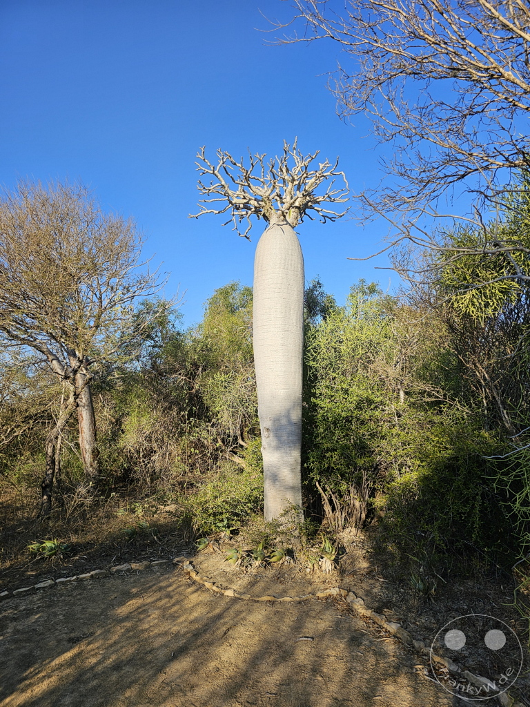 Madagaskar - Toliara - Antsokay Arboretum - Botanischer Garten - Baobab Baum