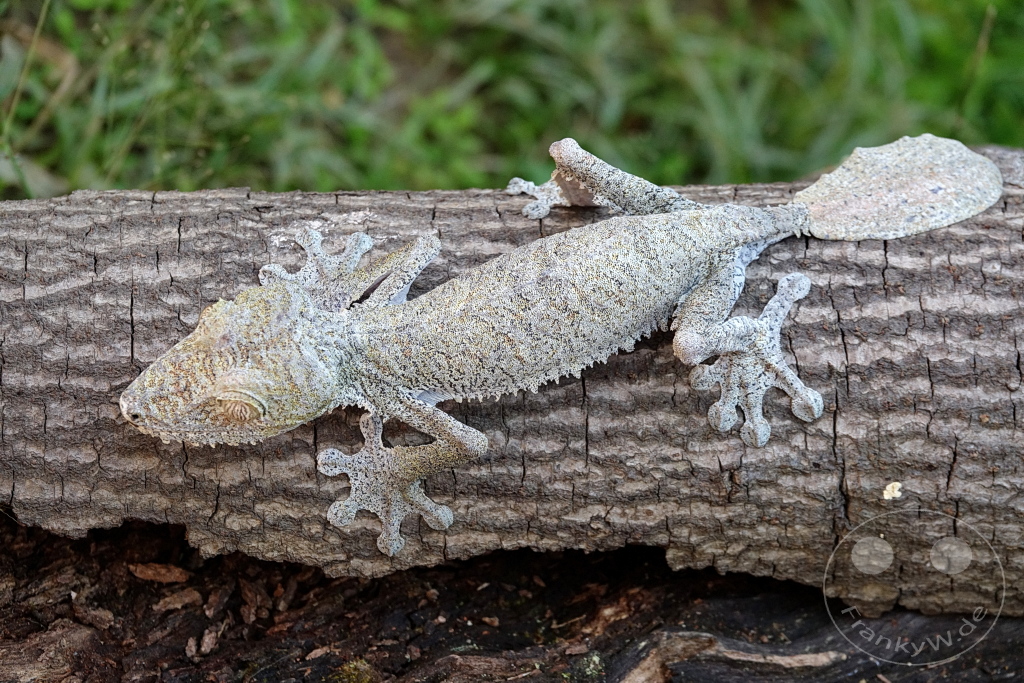 Madagaskar - Anjiro - Réserve Peyrieras - Reptilienpark - Uroplatus Giganteus - Riesenblattschwanzgecko