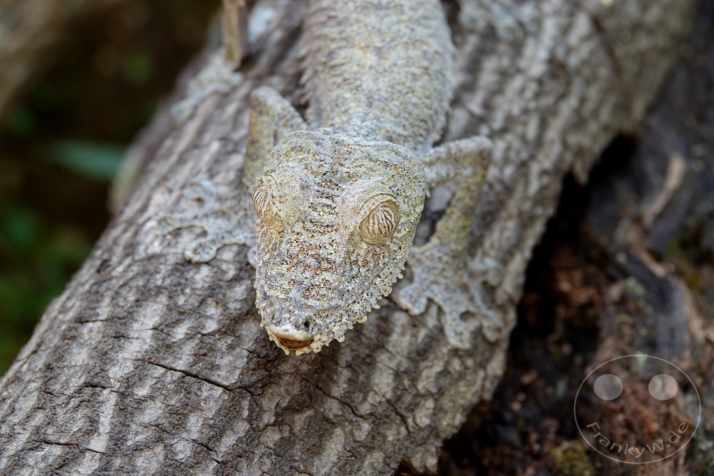 Madagaskar - Anjiro - Réserve Peyrieras - Reptilienpark - Uroplatus Giganteus - Riesenblattschwanzgecko