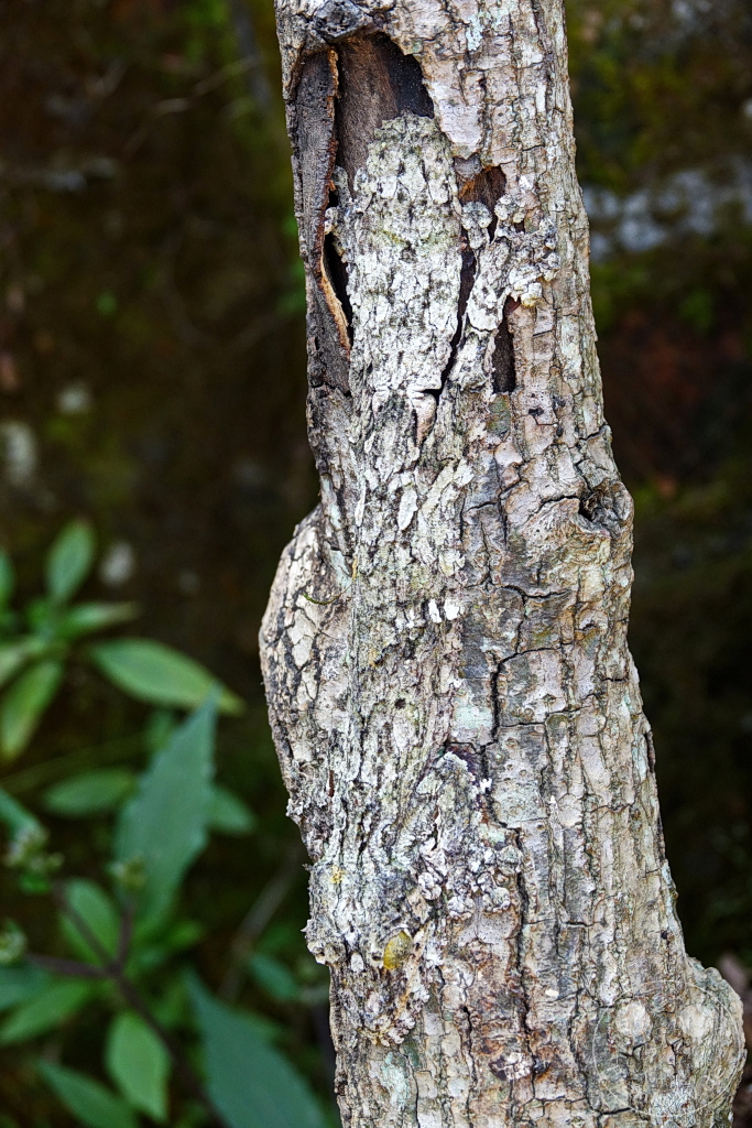 Madagaskar - Anjiro - Réserve Peyrieras - Reptilienpark - Uroplatus sikorae sameiti - Blattschwanzgecko