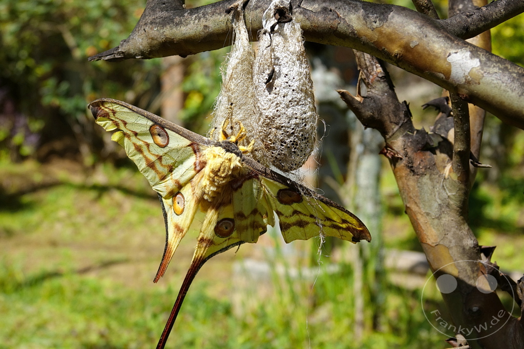 Madagaskar - Anjiro - Réserve Peyrieras - Reptilienpark - Argema mittrei - Kometenfalter