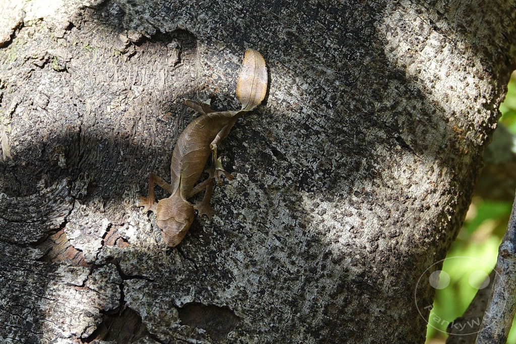 Madagaskar - Anjiro - Réserve Peyrieras - Reptilienpark - Uroplatus phantasticus - Satanischer Blattschwanzgecko
