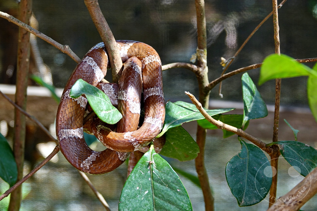 Madagaskar - Anjiro - Réserve Peyrieras - Reptilienpark - Madagaskar-Baumboa (Sanzinia madagascariensis)