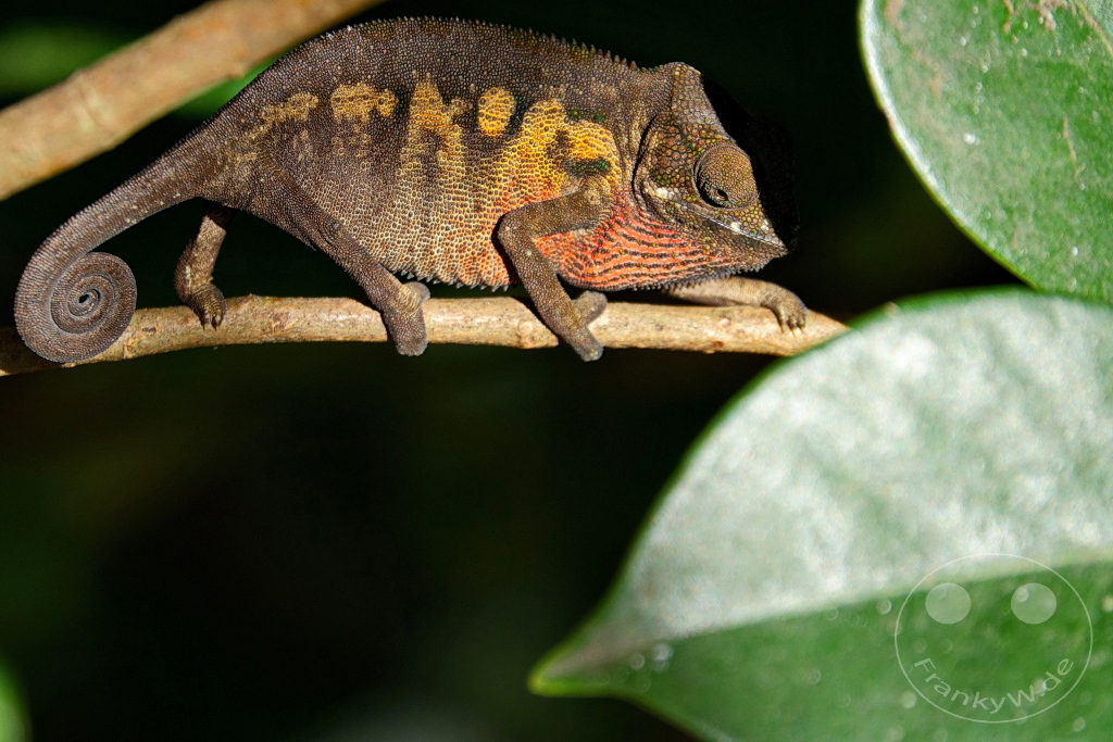 Madagaskar - Anjiro - Réserve Peyrieras - Reptilienpark - Pantherchamäleon