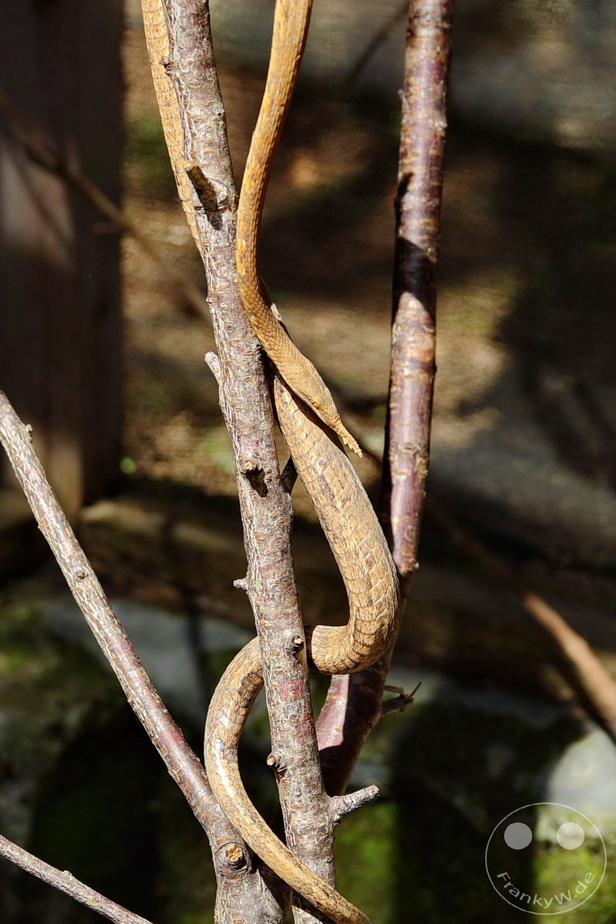 Madagaskar - Anjiro - Réserve Peyrieras - Reptilienpark - Blattnasennatter