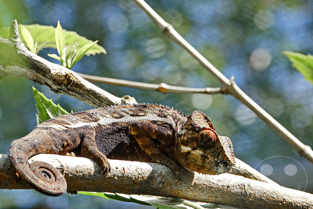 Madagaskar - Anjiro - Réserve Peyrieras - Reptilienpark - Pantherchamäleon