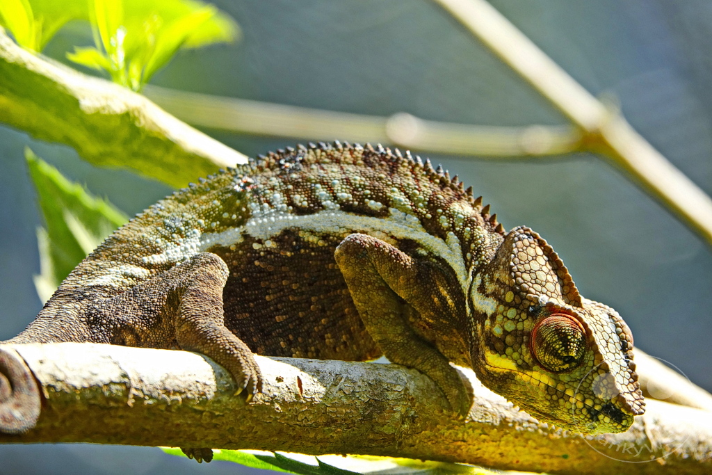 Madagaskar - Anjiro - Réserve Peyrieras - Reptilienpark - Pantherchamäleon