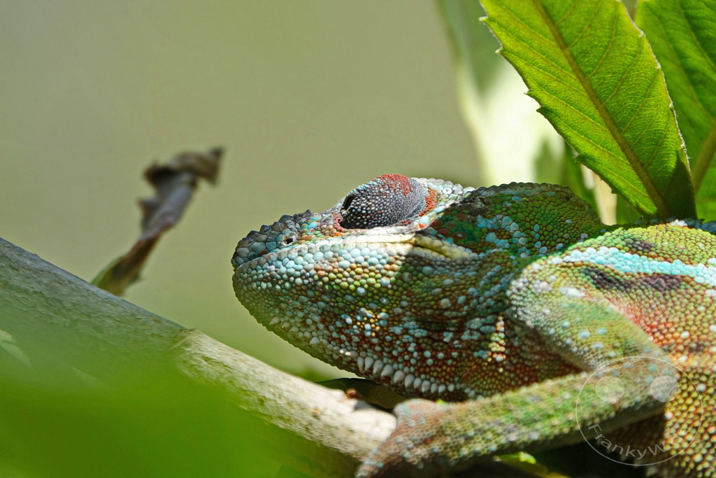 Madagaskar - Anjiro - Réserve Peyrieras - Reptilienpark - Pantherchamäleon