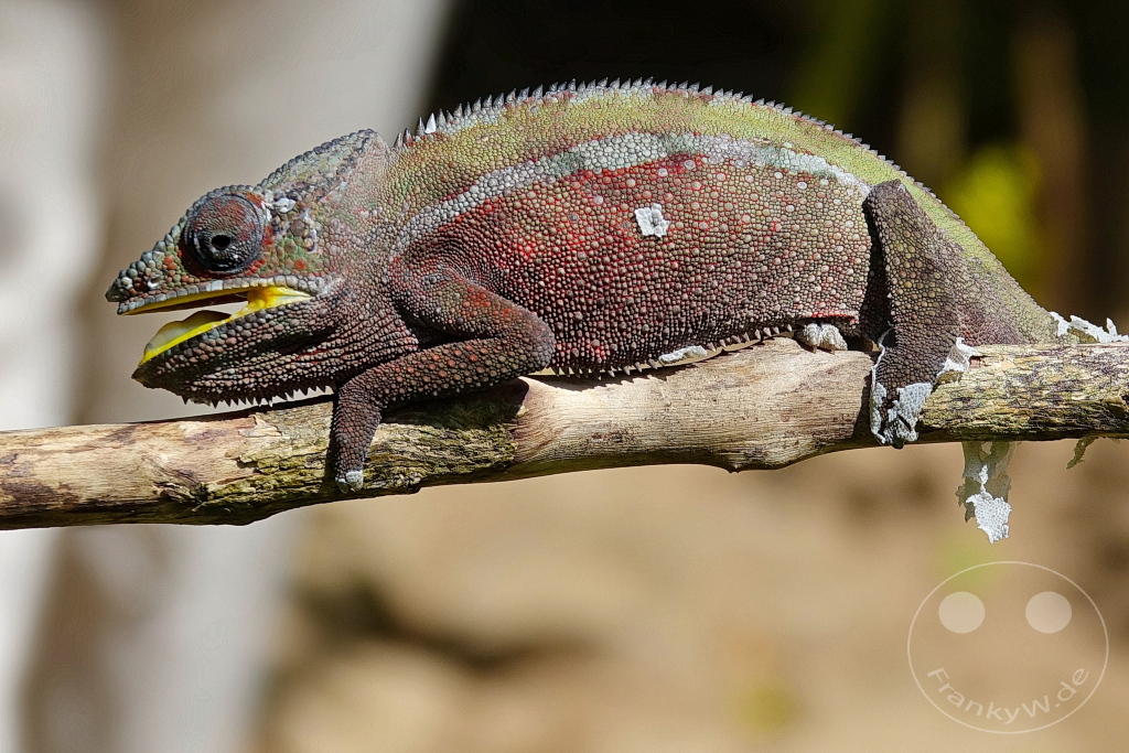Madagaskar - Anjiro - Réserve Peyrieras - Reptilienpark - Pantherchamäleon