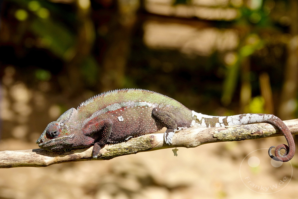Madagaskar - Anjiro - Réserve Peyrieras - Reptilienpark - Pantherchamäleon